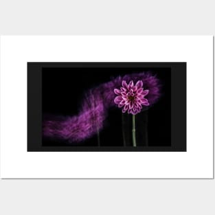 Pink Chrysanthemum Flower with Motion Blur and Black Background Posters and Art